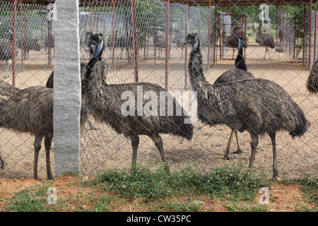 Emu farming  Andhra Pradesh South India Stock Photo