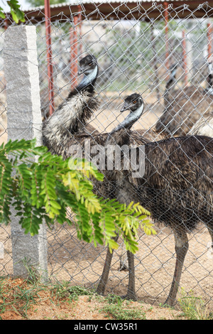 Emu farming  Andhra Pradesh South India Stock Photo