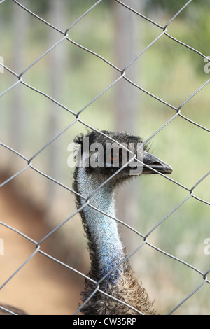 Emu farming  Andhra Pradesh South India Stock Photo