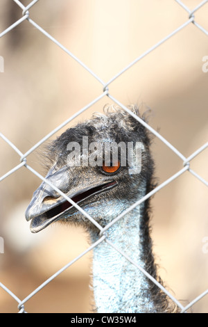 Emu farming  Andhra Pradesh South India Stock Photo