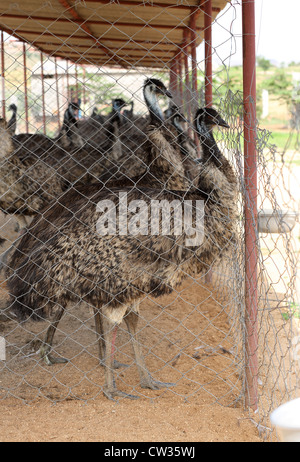 Emu farming  Andhra Pradesh South India Stock Photo