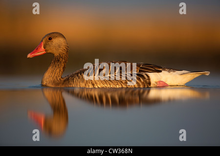 Greylag goose(Anser anser)Hungry Stock Photo