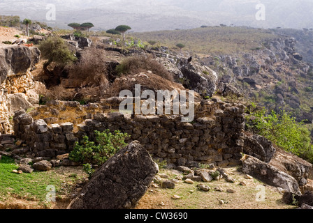 Dragon Blood Tree (Dracaena Cinnabari) on the plateau of Dixam, Socotra Island, Yemen,  Western Asia, Arabian Peninsula. Stock Photo