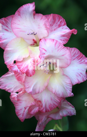 Gladiola (Gladiolus Communis) Stock Photo