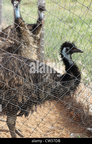 Emu farming  Andhra Pradesh South India Stock Photo