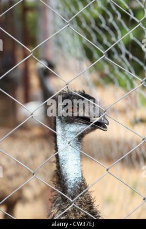 Emu farming  Andhra Pradesh South India Stock Photo