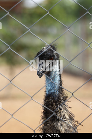 Emu farming  Andhra Pradesh South India Stock Photo