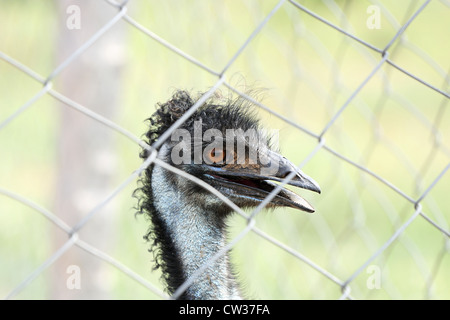 Emu farming  Andhra Pradesh South India Stock Photo