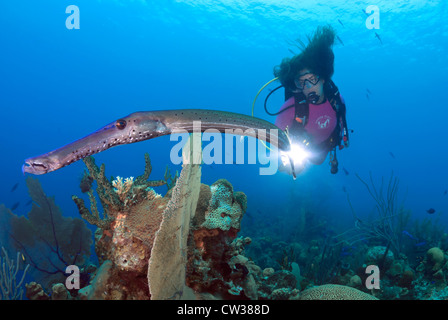 Female Diver shining a light on a Trumpetfish, Aulostomus maculatus, Turneffe Reef, Caribbean Sea, Atlantic Ocean, Belize Stock Photo