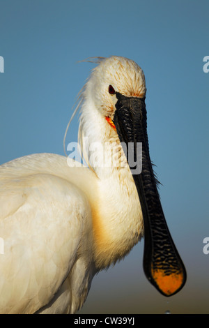 Eurasian spoonbill(Platalea leucorodia).Hungry Stock Photo