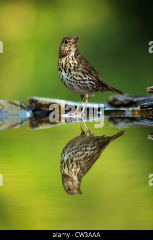 Song thrush(Turdus philomelos)Hungry Stock Photo