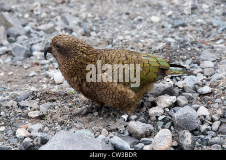 Keas are curious and very intelligent parrots living only in New Zealand's Southern Alpes.   Bergpapageien sind sehr neugierig. Stock Photo