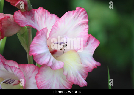 Gladiola (Gladiolus-communis) Hover Fly Stock Photo