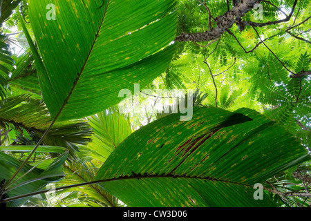 Palm leaves from Palms in the Vallée De Mai palm forest in Praslin which is a world heritage site.Praslin.Seychelles Stock Photo