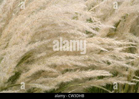 Peruvian Feathergrass, Stipa ichu (Jarava ichu), Poaceae. South and Central Americas, Mexico.
