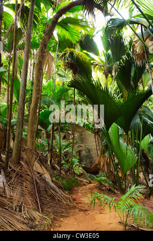 Vallée De Mai palm forest in Praslin.Seychelles Stock Photo