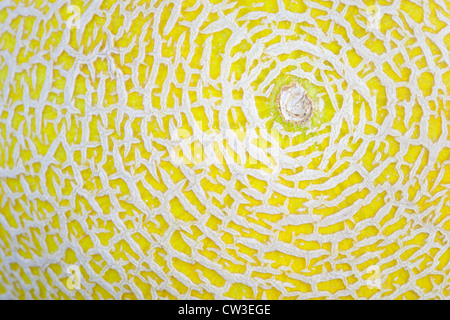 Galia melon detail