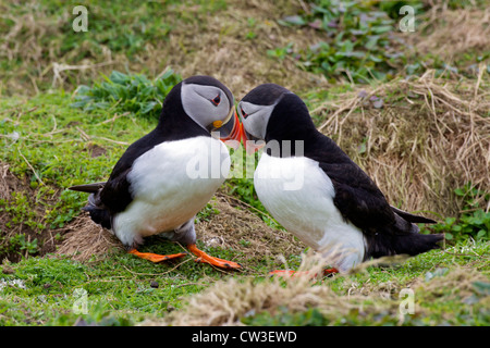 Courtship ritual of mating puffins on Skomer Island, Pembrokeshire National Park, Wales, United Kingdom, UK, Stock Photo