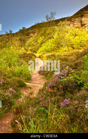Footpath Through Heather in Teggs Nose Country Park Stock Photo