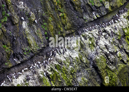 Guillemots, Uria aalge, breeding on cliff ledge on the Wick, Skomer Island, Pembrokeshire National Park, Wales, Cymru, UK Stock Photo