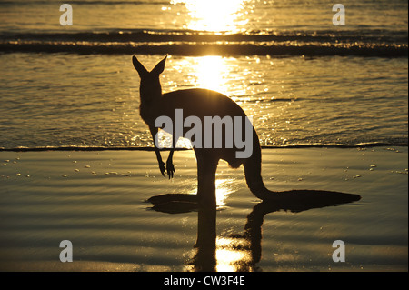 silhouette australian eastern grey kangaroo on beach at sunrise, cape hillsborough, mackay, north queensland Stock Photo