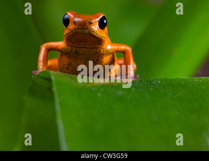 Poison frog of tropical rainforest in Panama and osta Rica Stock Photo