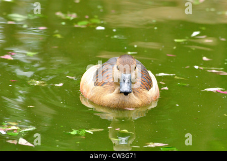 Lesser Whistling Duck ( Dendrocygna javanica ) Stock Photo