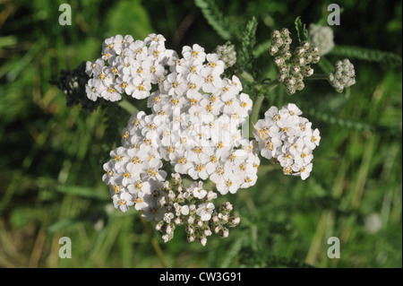 Yarrow (Achillea millefolium) flower Stock Photo