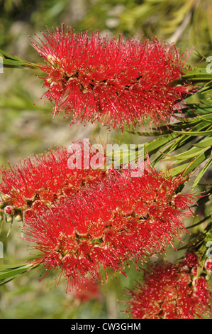 Australian bottle brush (Callistemon rigidus) flowers Stock Photo