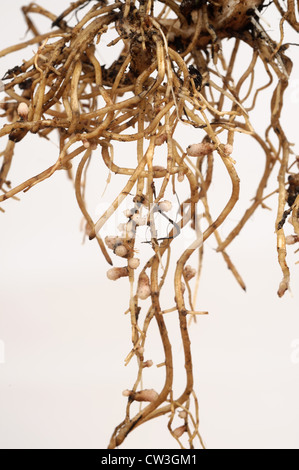 Rhizobium root nodules on the roots of a broad or field bean for nitrogen fixation Stock Photo