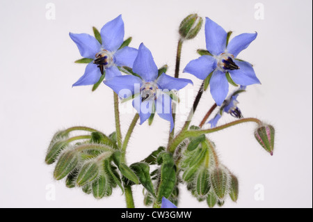 Borage or starflower flower (Borago officinalis) a source of gamma-linoleic acid Stock Photo