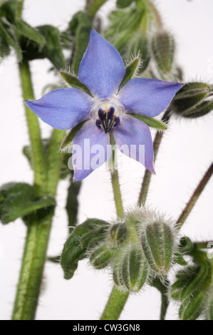 Borage or starflower flower (Borago officinalis) a source of gamma-linoleic acid Stock Photo