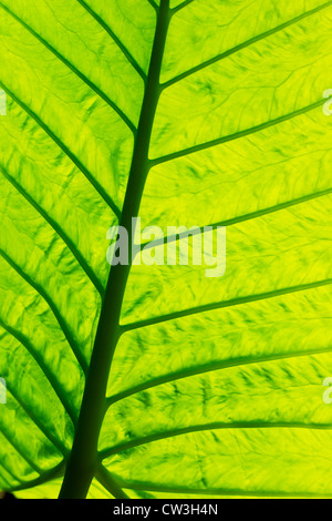 close-up of green leaf Stock Photo