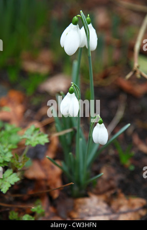 Snowdrops or common snowdrop (Galanthus nivalis), England, UK Stock Photo