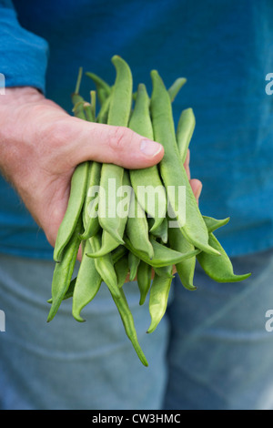 Gardeners hands holding harvested Scarlet Emperor Runner beans Stock Photo