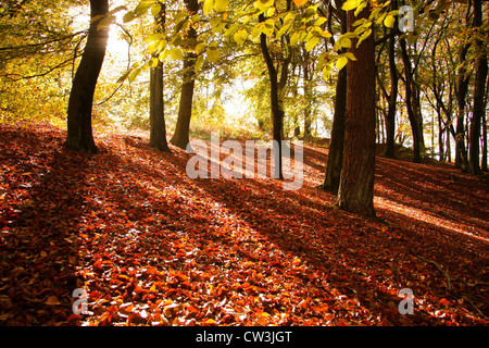 Afternoon autumn sunshine casting shadows through beech trees, Black Rocks country park, Derbyshire,UK Stock Photo