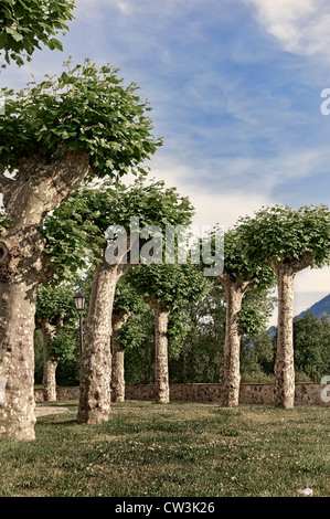 Garden of Platanus hispanica in church-Colindres, Cantabria, Spain, Europe, Stock Photo