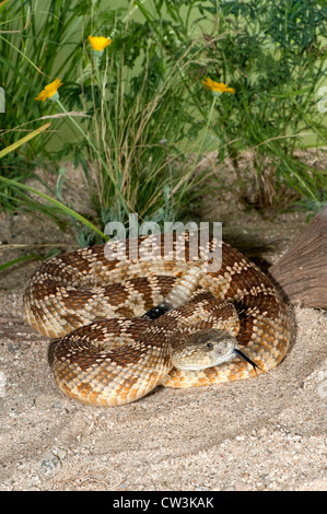 Western Rattlesnake Crotalus oreganus helleri Lake Isabella, California, United States 29 July Adult Viperidae Stock Photo