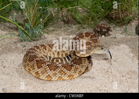 Western Rattlesnake Crotalus oreganus helleri Lake Isabella, California, United States 29 July Adult Viperidae Stock Photo