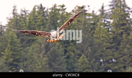 A young eagle flies alertly. Stock Photo