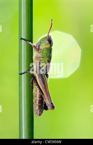 insects green grasshopper meadow insect insects green spring bouncing ...