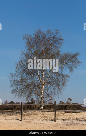 leafless Silver birch trees on sunny day against blue sky with rustic fence Stock Photo