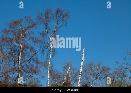 leafless Silver birch trees on sunny day against blue sky Stock Photo