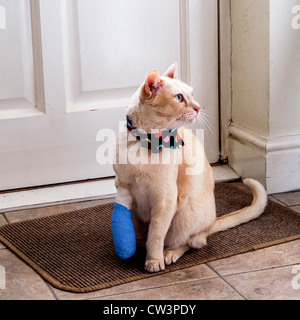A sad and injured ginger Burmese cat waits hopefully at the door