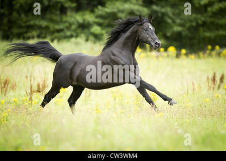 Anglo-Arabian Horse. The black stallion Neesahn in a gallop on a meadow Stock Photo