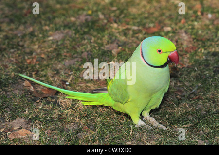 Rose-ringed Parakeet, Ring-necked Parakeet (Psittacula krameri). Free-ranging bird standing on the ground. Germany Stock Photo