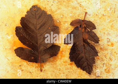 Close-up of two dark brown autumn leaves of Swedish whitebeam (Sorbus intermedia), Norfolk, England Stock Photo