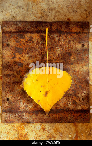 Close-up of bright yellow single autumn leaf of Black poplar (Populus nigra), Norfolk, England Stock Photo