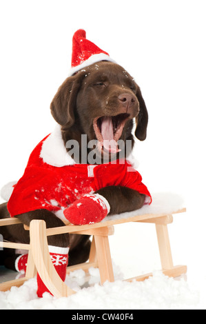 Labrador Retriever. Chocolate puppy dressed as Santa Claus resting with its front legs on a toy sledge while yawning.  Studio pi Stock Photo