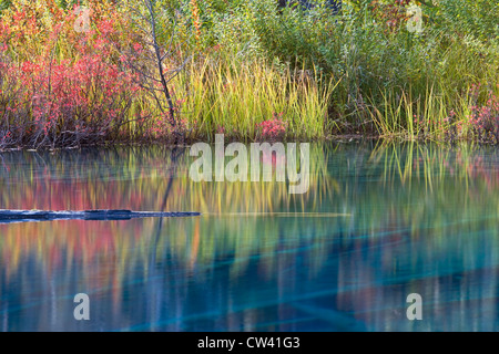 Reflection of wildflowers in a lake, Little Crater Lake, Mount Hood National Park, Portland, Oregon, USA Stock Photo